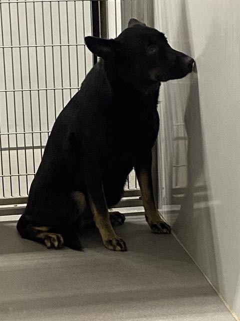 *SHAY - German Shepherd Dog available for adoption