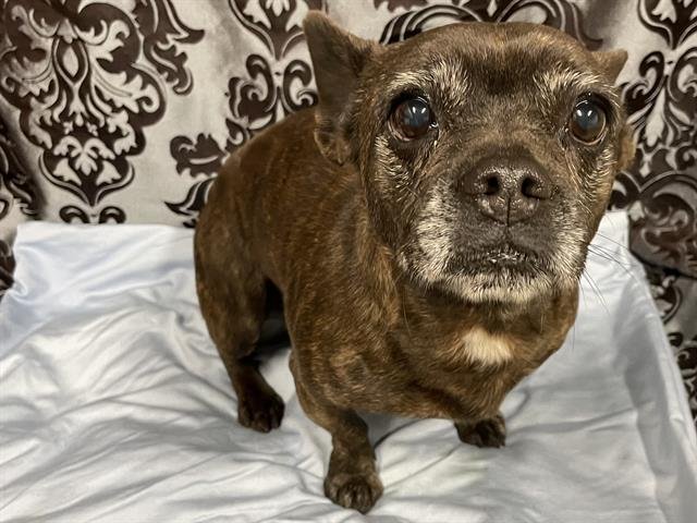 *PEARL - French Bulldog available for adoption