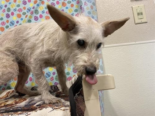 OLLIE - Miniature Schnauzer / Chihuahua available for adoption