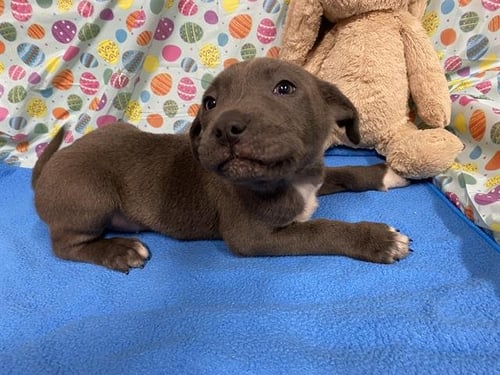 A608299 - Staffordshire Bull Terrier available for adoption