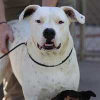 LADY NALA - Photo 1