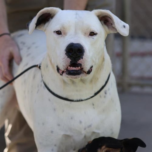 LADY NALA - Dogo Argentino available for adoption