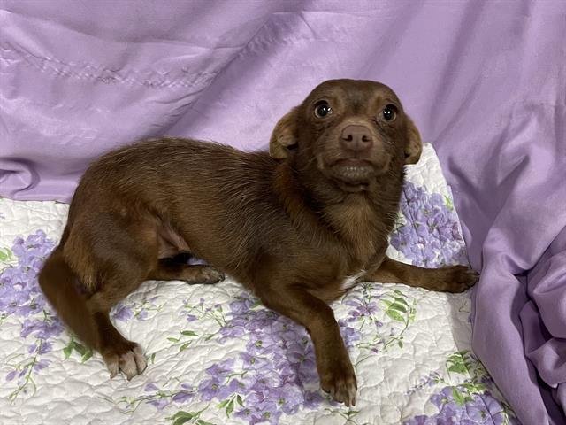 A606703 - Chihuahua available for adoption