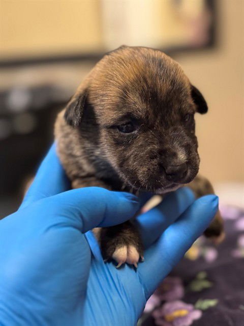 *SUSIE - American Pit Bull Terrier / German Shepherd Dog available for adoption