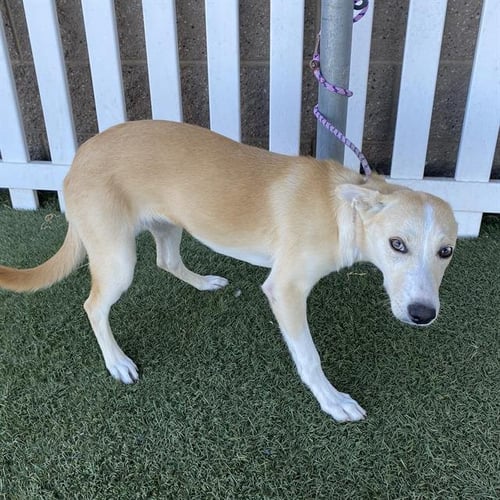 *RAINE - Siberian Husky available for adoption