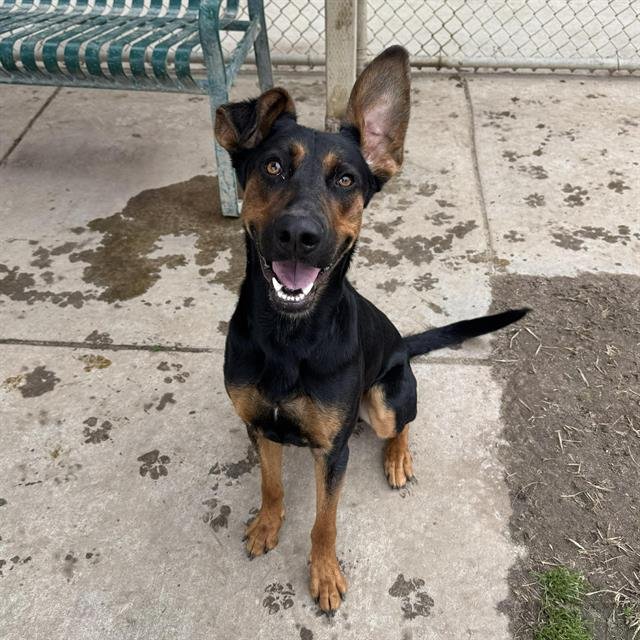 *ALFALFA - Doberman Pinscher available for adoption