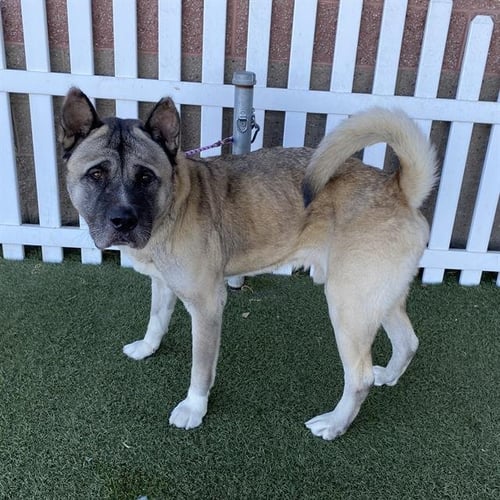 *INOSUKE - Akita available for adoption