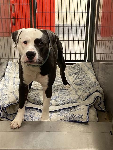 CLYDE - Pit Bull Terrier available for adoption