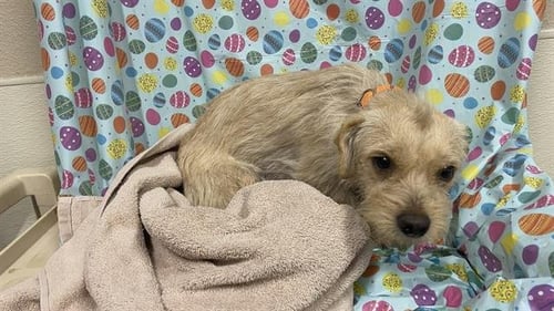 A608684 - Chihuahua available for adoption