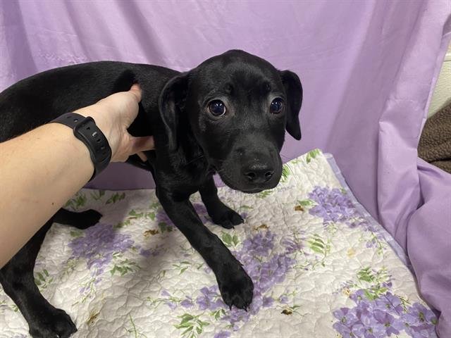 *BUGGY - Labrador Retriever available for adoption