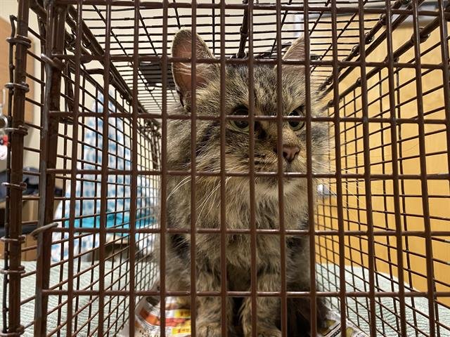 A606563 - Domestic Long Hair available for adoption