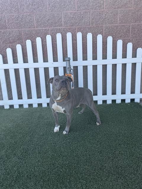 A614447 - Pit Bull Terrier available for adoption