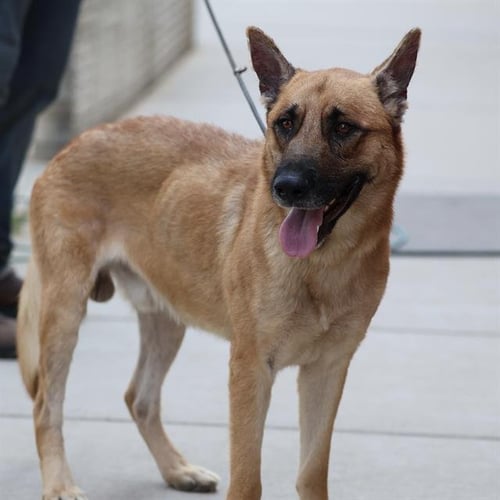 *MICK - German Shepherd Dog available for adoption