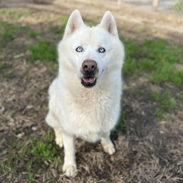 *BLIZZARD - Siberian Husky available for adoption
