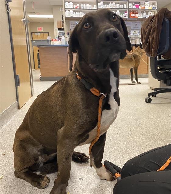 *MARLOWE - Pit Bull Terrier / Labrador Retriever available for adoption