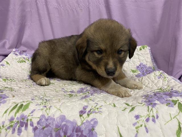 A606836 - Anatolian Shepherd available for adoption