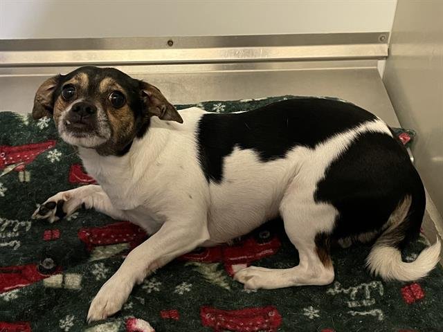 *PAULY - Chihuahua available for adoption