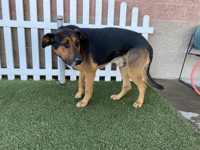 *VALENTINO - German Shepherd Dog available for adoption