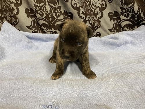 *ZINNIA - German Shepherd Dog available for adoption