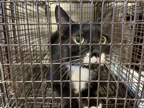 ECHO - Domestic Short Hair available for adoption