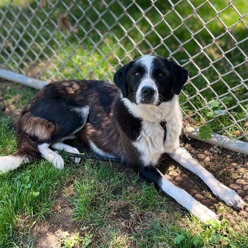 ANNIE - Border Collie for adoption in Modesto