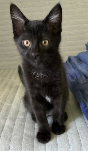 OAKLEY - Domestic Medium Hair for adoption in Modesto