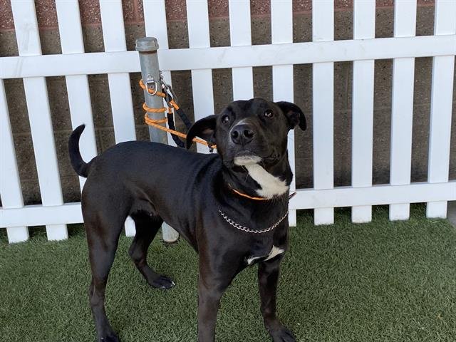 MARY JANE - Pit Bull Terrier available for adoption