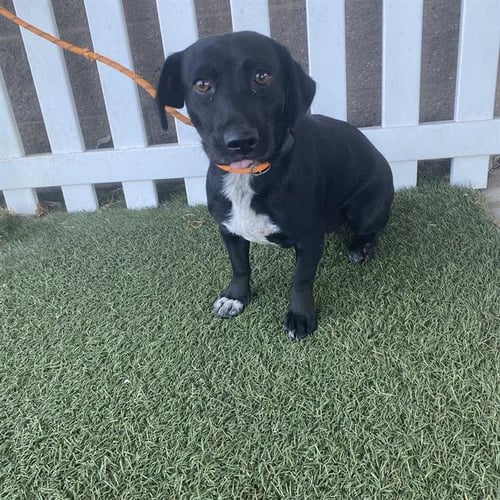 *STONEY - Dachshund available for adoption