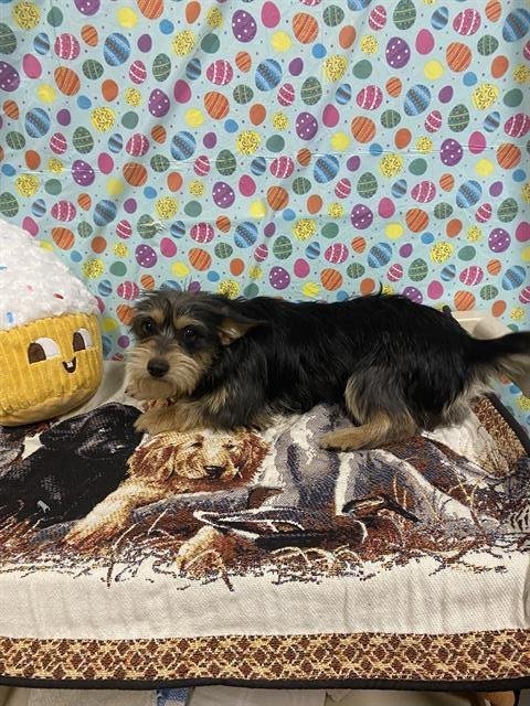 A608433 - Yorkshire Terrier Yorkie available for adoption