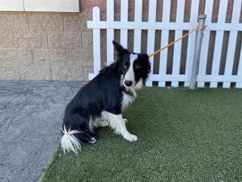 *BOCEPHUS - Border Collie available for adoption