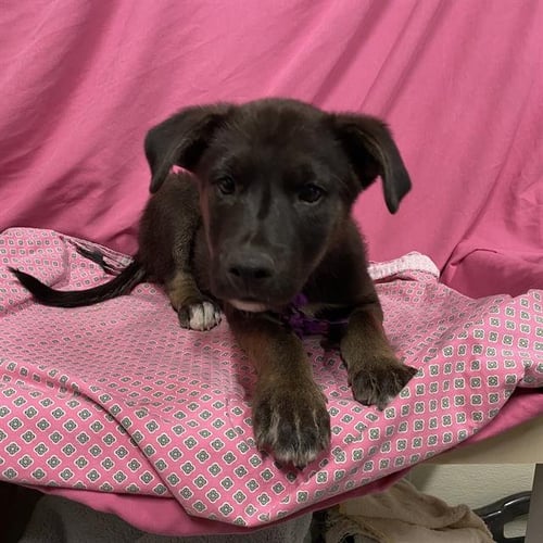 *FREDDY - Australian Shepherd available for adoption