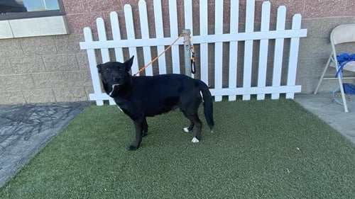 *MELODY - Border Collie available for adoption