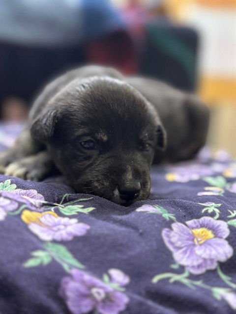 A605782 - American Pit Bull Terrier / German Shepherd Dog available for adoption