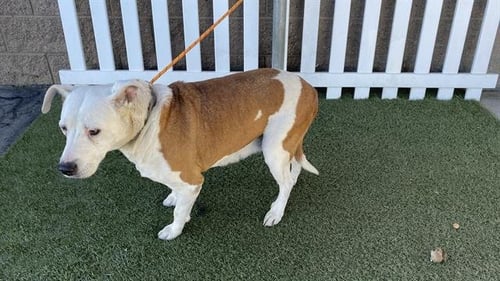 *PENNY - Pit Bull Terrier available for adoption