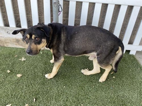 A608940 - German Shepherd Dog / Pit Bull Terrier available for adoption