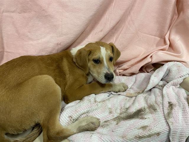 *RUBY - Saint Bernard available for adoption