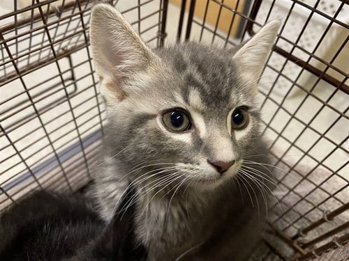 *BLUE - Domestic Medium Hair for adoption in Modesto