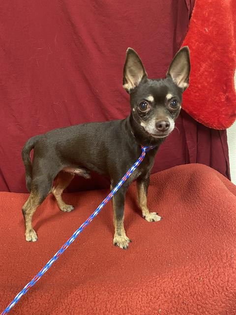 A605724 - Chihuahua available for adoption