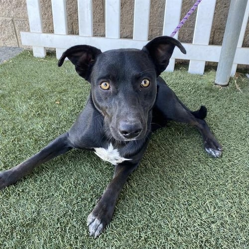 A615217 - Labrador Retriever / Queensland Heeler available for adoption