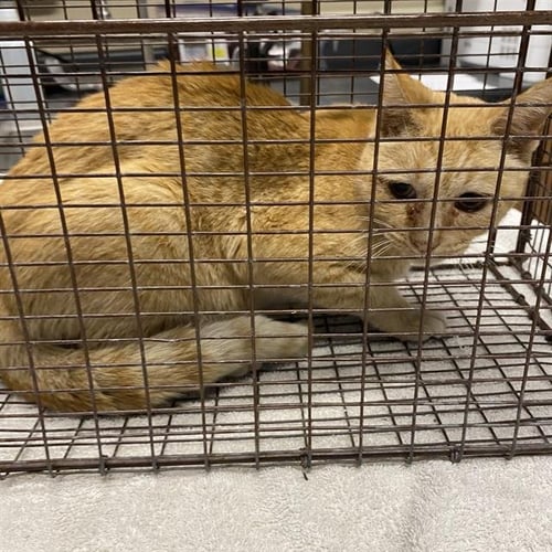A615272 - Domestic Short Hair available for adoption