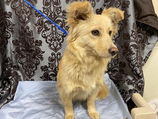 *NORA - Norfolk Terrier available for adoption