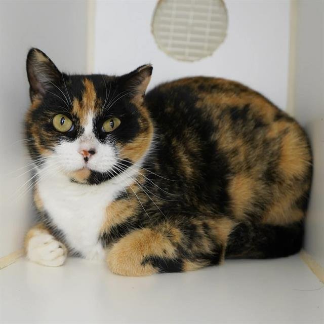 *TRIXIE - Domestic Short Hair available for adoption