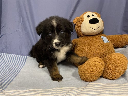 A608724 - Australian Shepherd available for adoption
