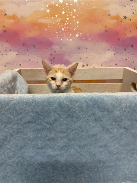 A613689 - Domestic Short Hair available for adoption