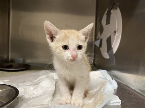 A613689 - Domestic Short Hair available for adoption