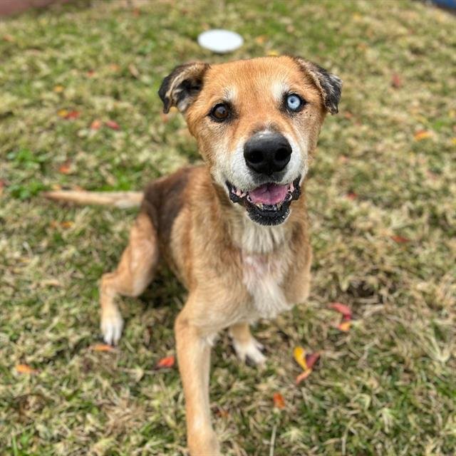 *SHERLOCK - German Shepherd Dog available for adoption