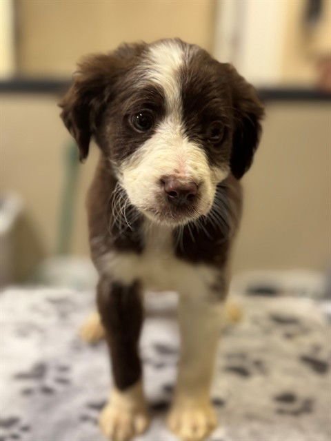 A606602 - Border Collie available for adoption