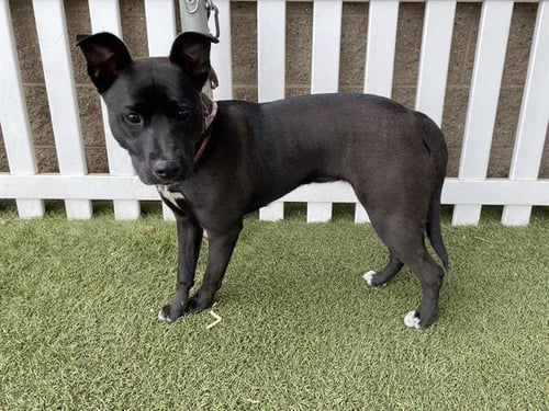 A608534 - Staffordshire Bull Terrier available for adoption