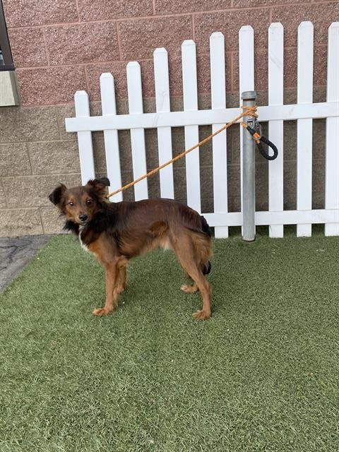 A606894 - Chihuahua available for adoption