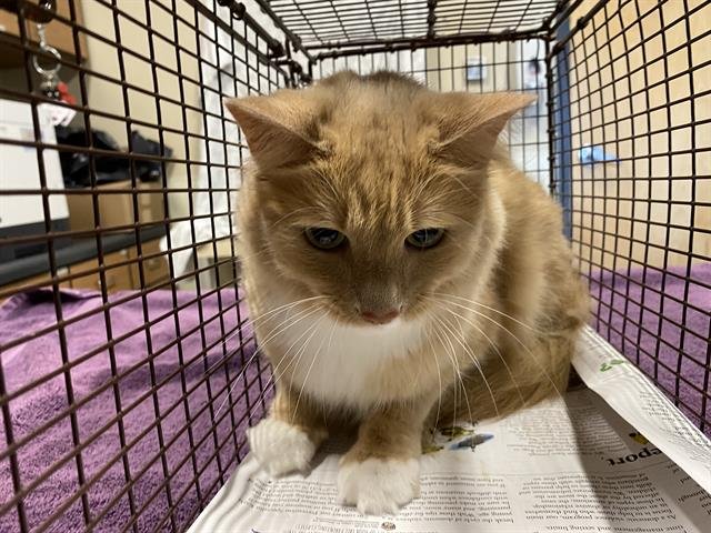 WALLY - Domestic Long Hair available for adoption